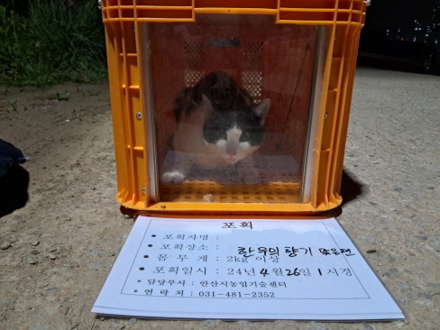 보호중동물사진 공고번호-경기-안산-2024-00579