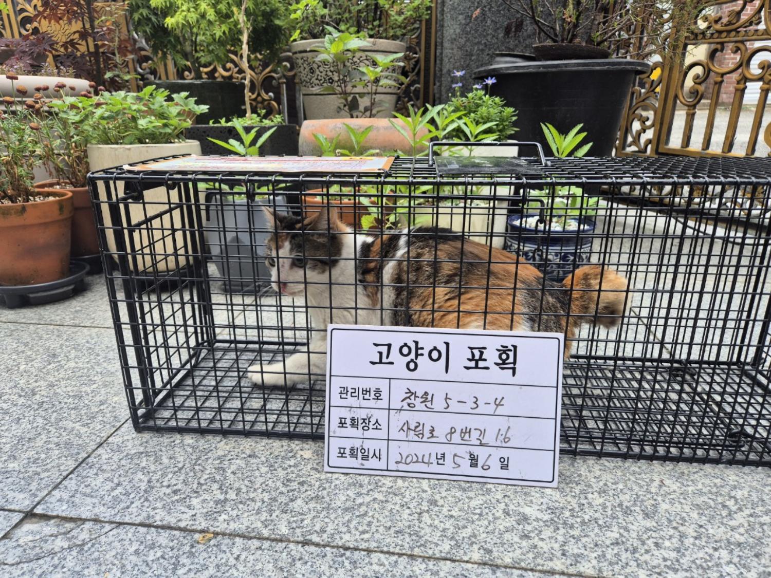 보호중동물사진 공고번호-경남-창원-2024-00478