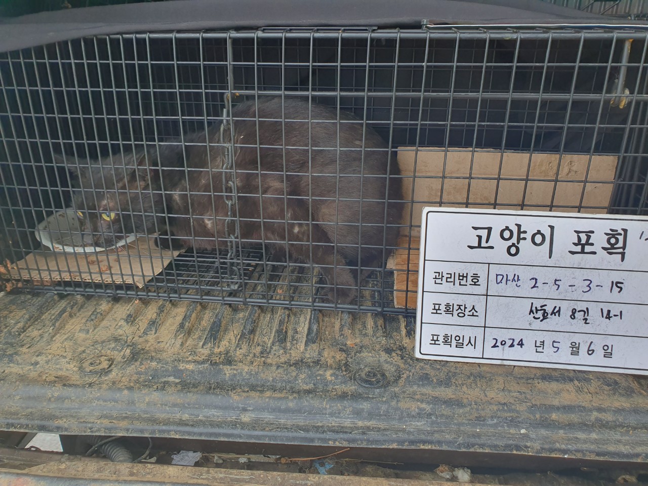 보호중동물사진 공고번호-경남-마산-2024-00649
