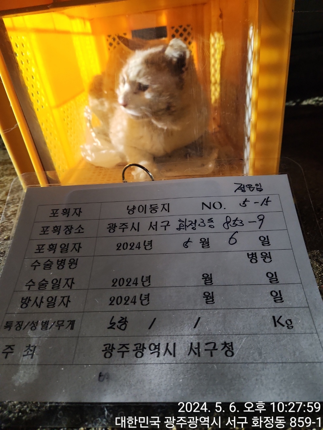 보호중동물사진 공고번호-광주-서구-2024-00210
