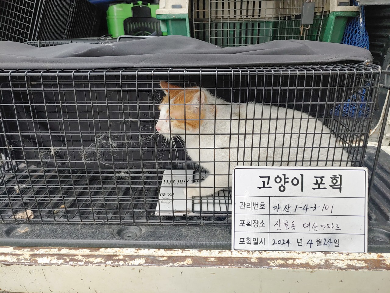 보호중동물사진 공고번호-경남-마산-2024-00567