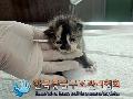 공고 번호가 서울-종로-2024-00046인 한국 고양이 동물 사진