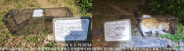 보호중동물사진 공고번호-인천-부평-2024-00256