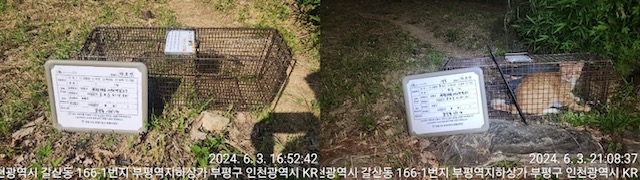 보호중동물사진 공고번호-인천-부평-2024-00257