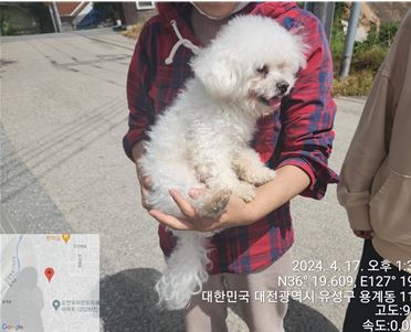 공고 번호가 대전-유성-2024-00110인 말티즈 동물 사진  