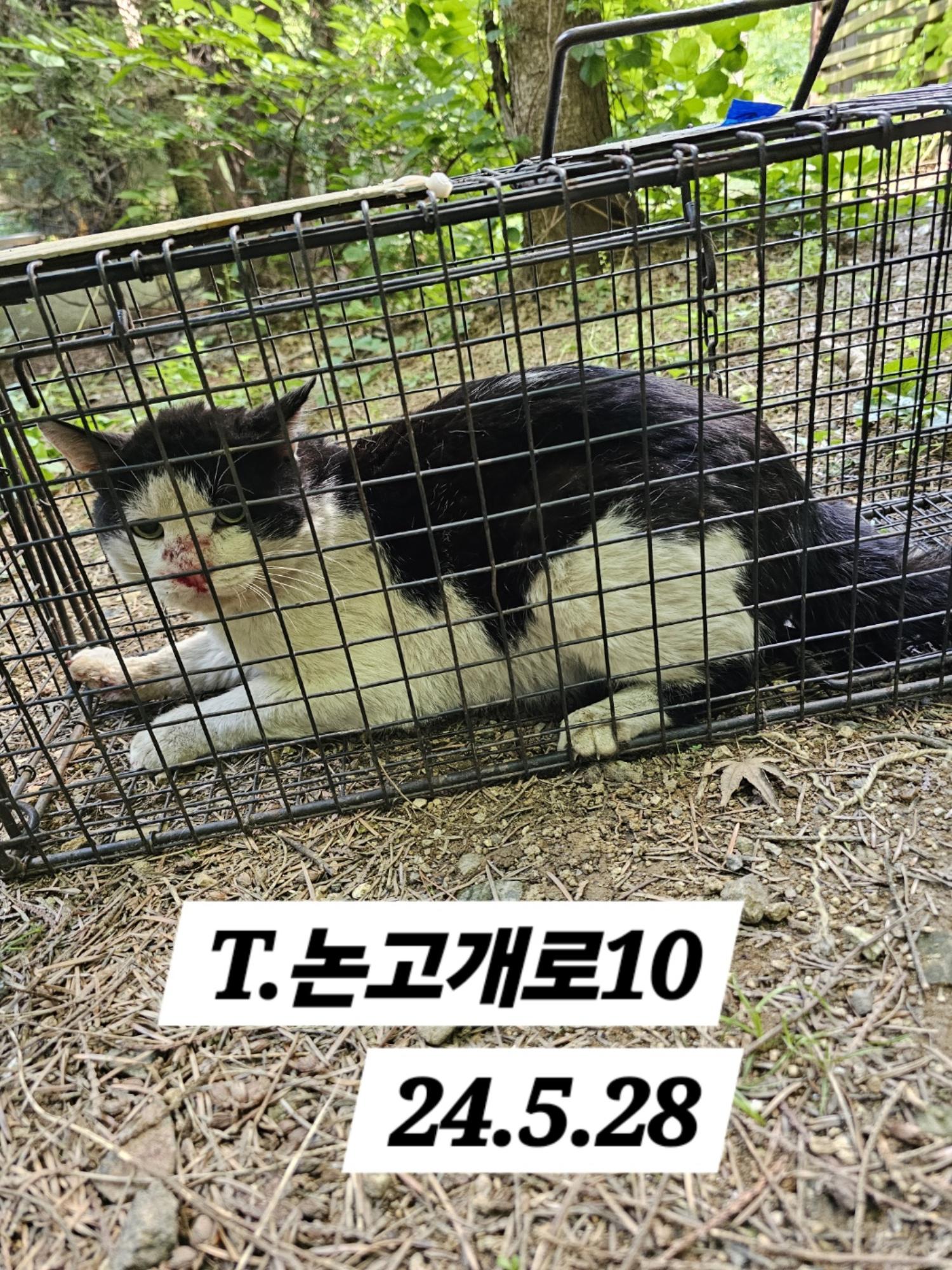 보호중동물사진 공고번호-인천-남동-2024-00328