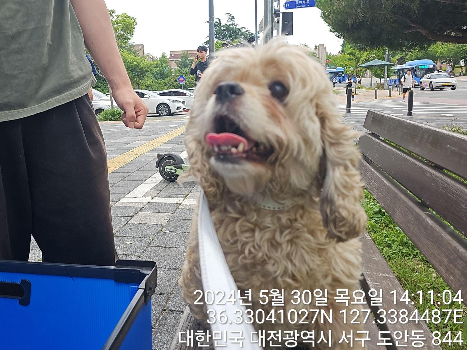 공고 번호가 대전-서구-2024-00160인 코카 스파니엘 동물 사진  