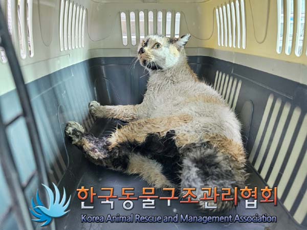 공고 번호가 경기-동두천-2024-00055인 한국 고양이 동물 사진  