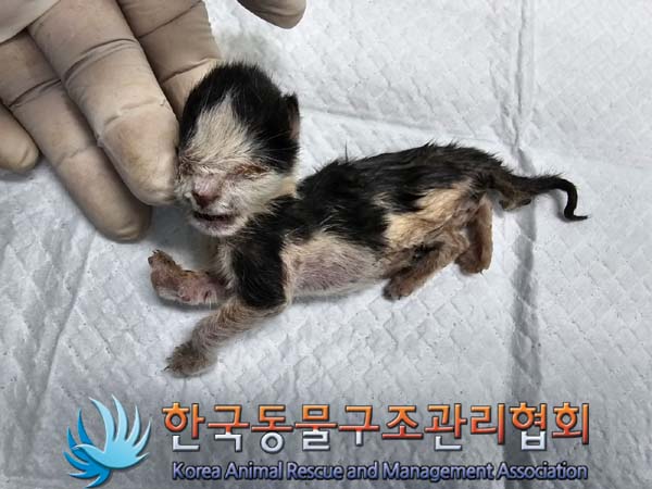 공고 번호가 서울-성북-2024-00047인 한국 고양이 동물 사진  