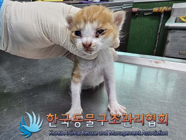 공고 번호가 서울-은평-2024-00045인 한국 고양이 동물 사진  