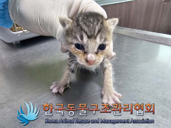 공고 번호가 서울-은평-2024-00049인 한국 고양이 동물 사진  
