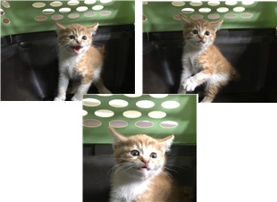 공고 번호가 부산-연제-2024-00068인 한국 고양이 동물 사진  