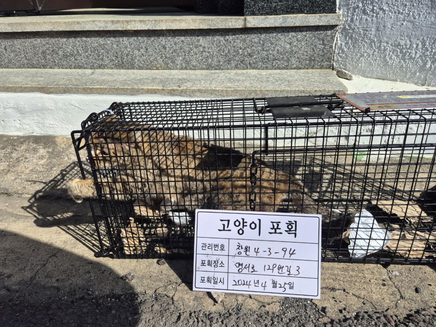 보호중동물사진 공고번호-경남-창원-2024-00454