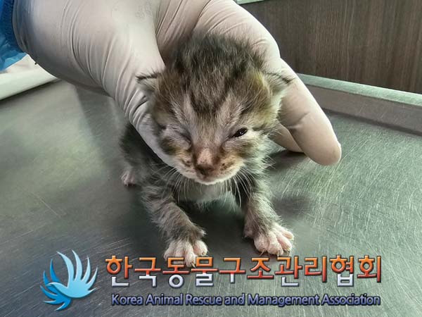 공고 번호가 경기-포천-2024-00346인 한국 고양이 동물 사진