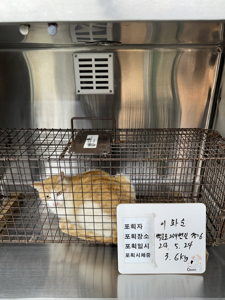 보호중동물사진 공고번호-인천-중구-2024-00182