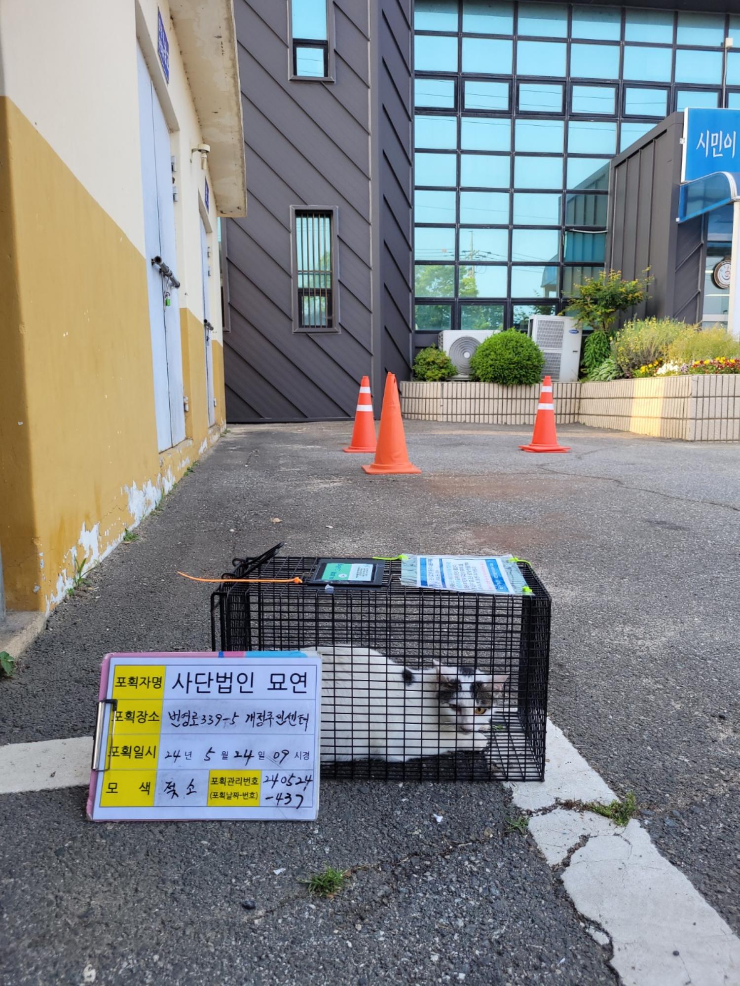 보호중동물사진 공고번호-전북-군산-2024-00435