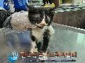 공고 번호가 서울-강서-2024-00063인 한국 고양이 동물 사진