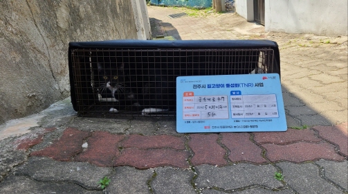 보호중동물사진 공고번호-전북-전주-2024-01135