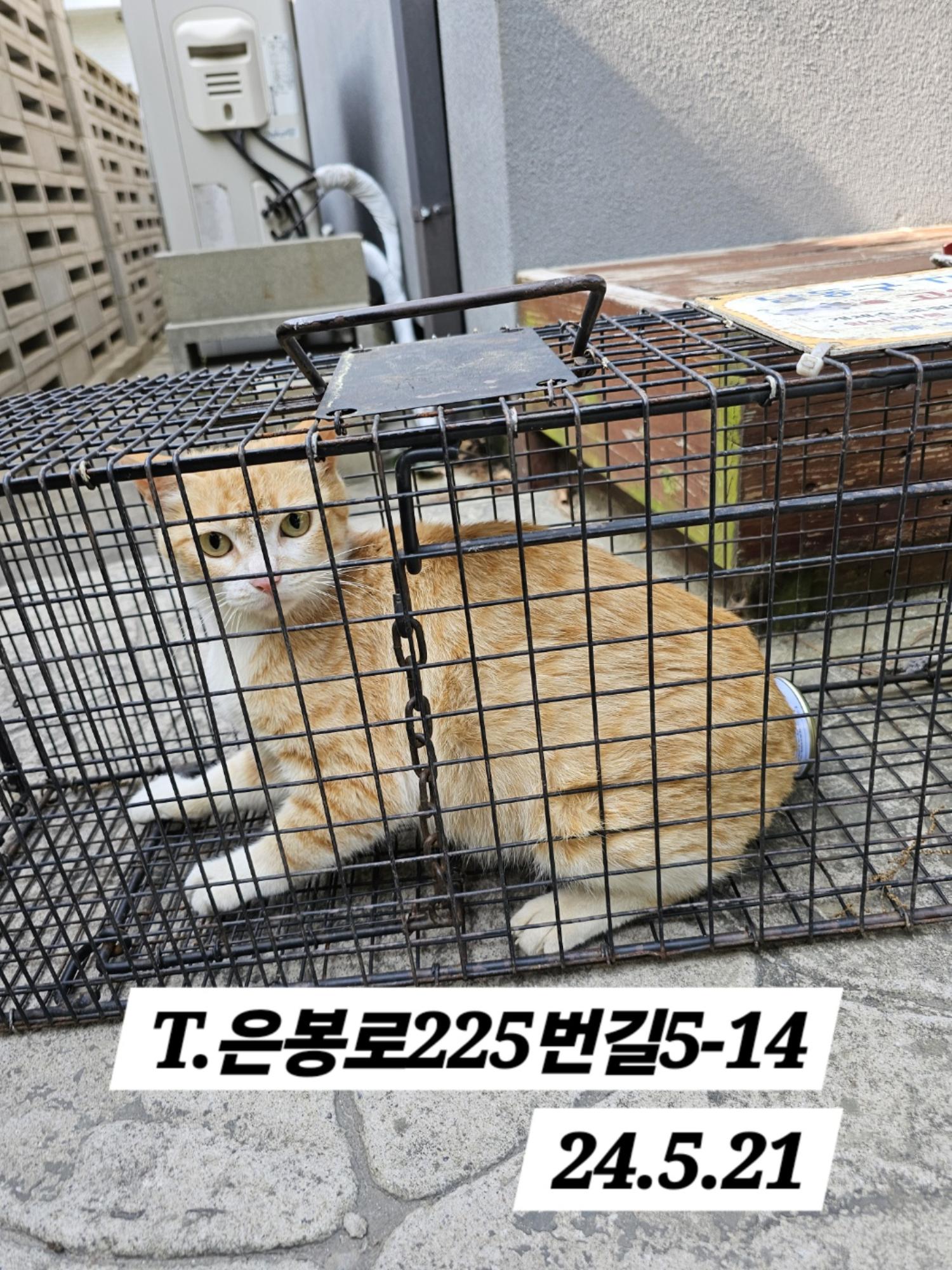 보호중동물사진 공고번호-인천-남동-2024-00316
