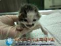 공고 번호가 경기-김포-2024-00285인 한국 고양이 동물 사진