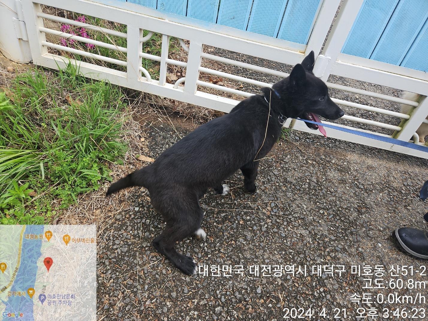 공고 번호가 대전-대덕-2024-00079인 믹스견 동물 사진