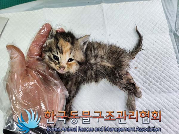 공고 번호가 경기-양주-2024-00292인 한국 고양이 동물 사진  