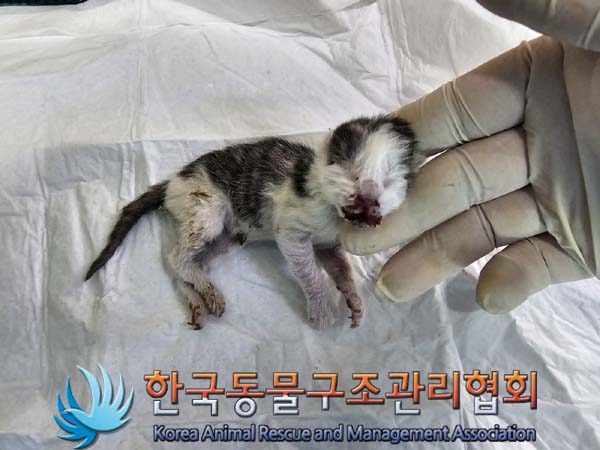 공고 번호가 서울-노원-2024-00037인 한국 고양이 동물 사진  