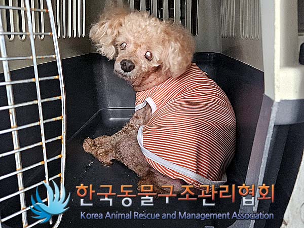 공고 번호가 경기-김포-2024-00320인 푸들 동물 사진  