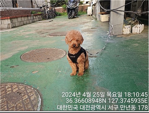 공고 번호가 대전-서구-2024-00122인 푸들 동물 사진  