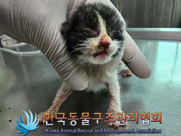 공고 번호가 경기-포천-2024-00359인 한국 고양이 동물 사진  