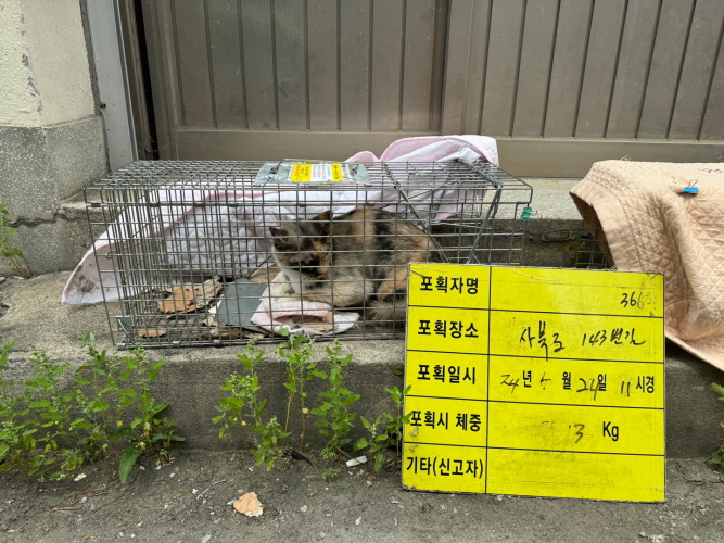 보호중동물사진 공고번호-충북-청주-2024-01218