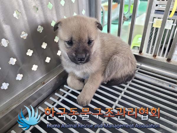 공고 번호가 서울-종로-2024-00052인 믹스견 동물 사진