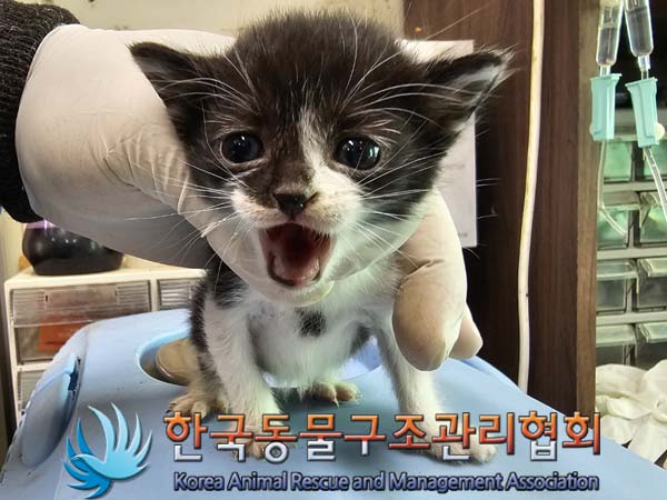 공고 번호가 경기-연천-2024-00207인 한국 고양이 동물 사진