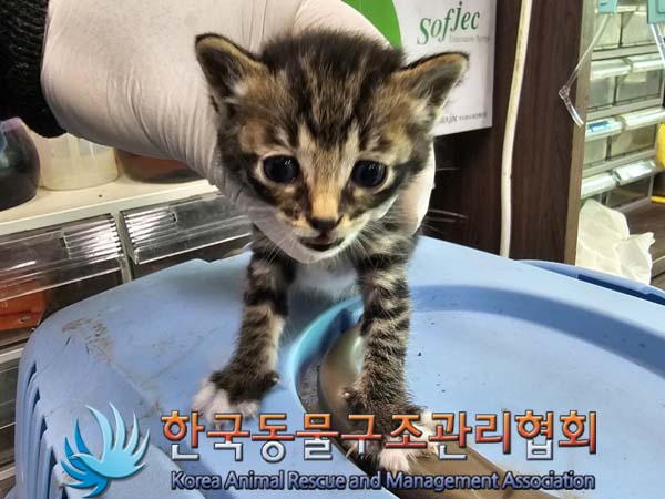 공고 번호가 경기-연천-2024-00208인 한국 고양이 동물 사진