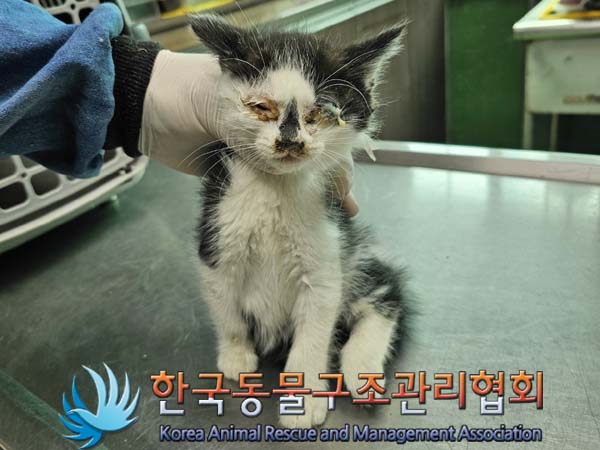 공고 번호가 경기-연천-2024-00214인 한국 고양이 동물 사진