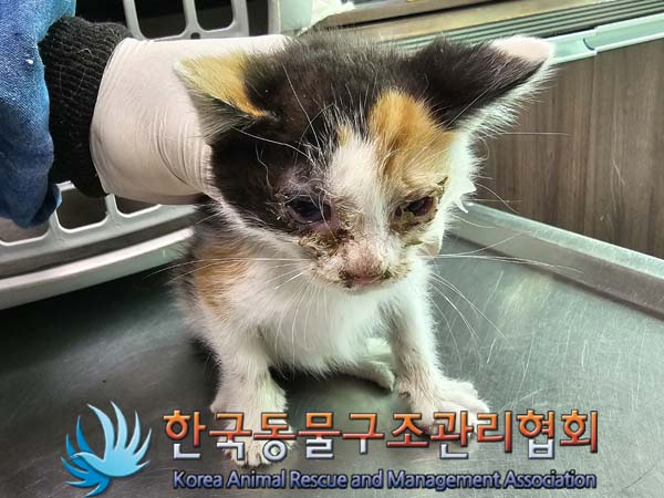 공고 번호가 경기-연천-2024-00212인 한국 고양이 동물 사진