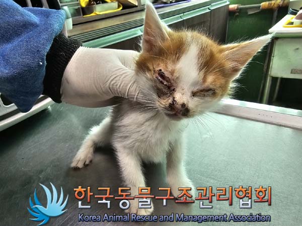 공고 번호가 경기-연천-2024-00211인 한국 고양이 동물 사진
