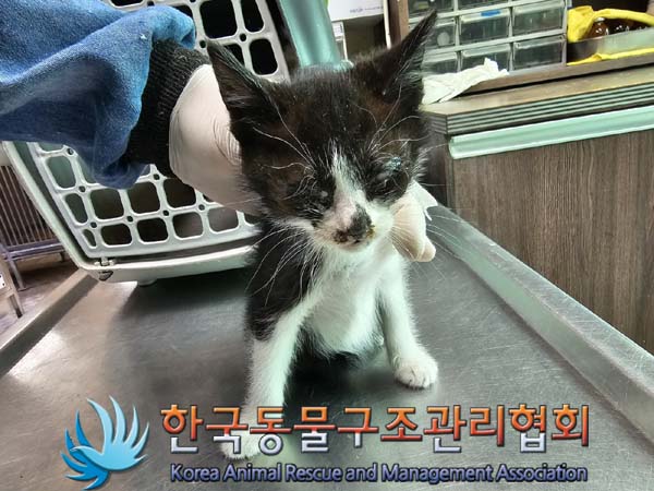 공고 번호가 경기-연천-2024-00213인 한국 고양이 동물 사진