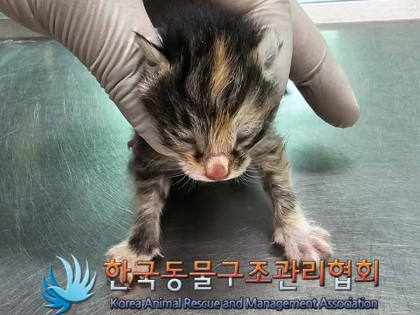 공고 번호가 경기-포천-2024-00360인 한국 고양이 동물 사진