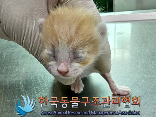 공고 번호가 경기-포천-2024-00363인 한국 고양이 동물 사진