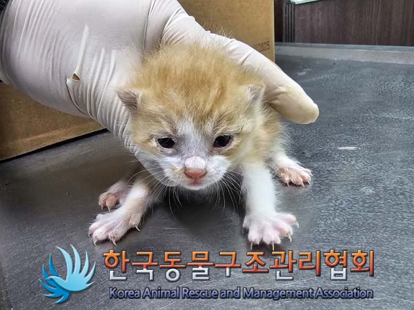 공고 번호가 경기-포천-2024-00365인 한국 고양이 동물 사진