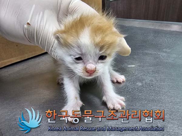 공고 번호가 경기-포천-2024-00366인 한국 고양이 동물 사진
