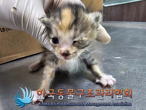 공고 번호가 경기-포천-2024-00367인 한국 고양이 동물 사진