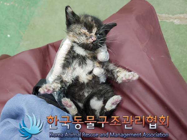 공고 번호가 경기-포천-2024-00411인 한국 고양이 동물 사진  
