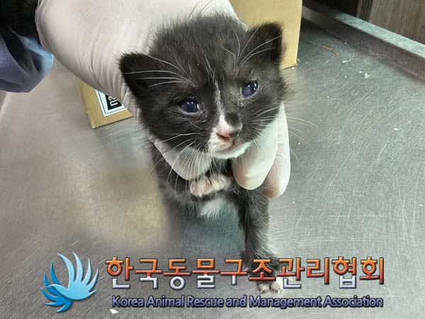 공고 번호가 서울-동대문-2024-00098인 한국 고양이 동물 사진