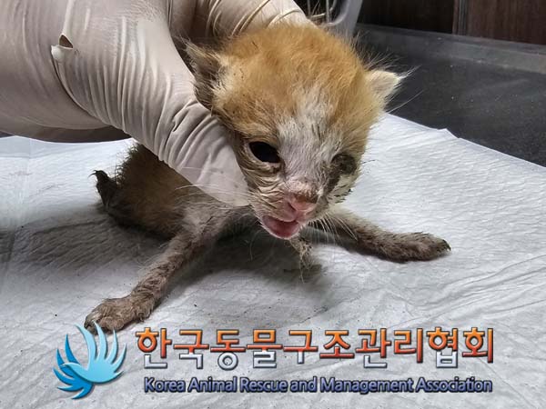 공고 번호가 서울-노원-2024-00042인 한국 고양이 동물 사진  