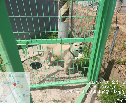 공고 번호가 대전-유성-2024-00116인 믹스견 동물 사진  