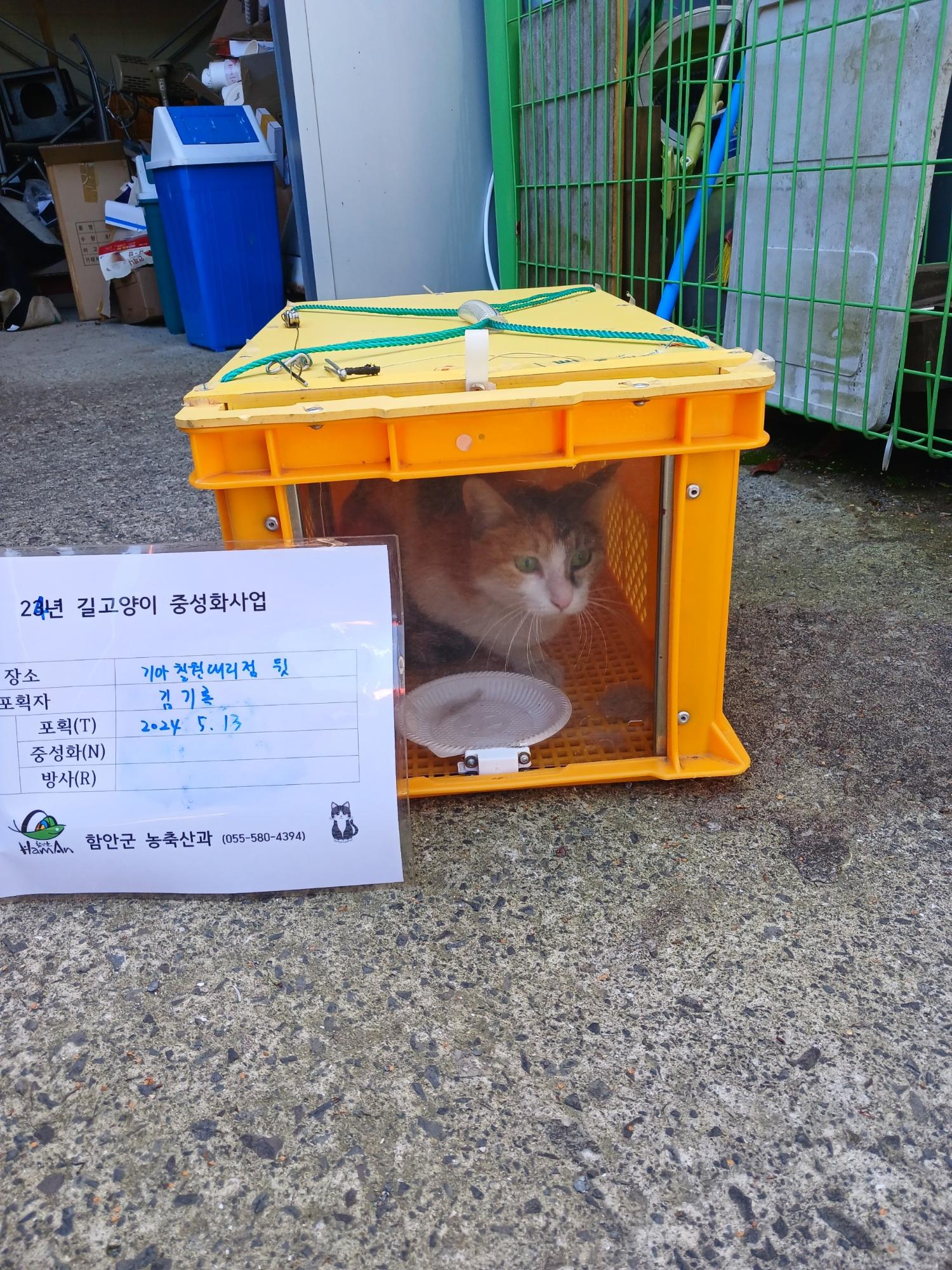 보호중동물사진 공고번호-경남-함안-2024-00274