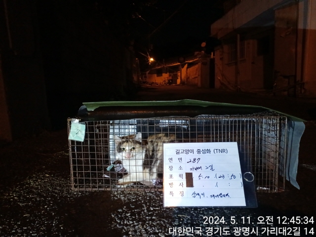 보호중동물사진 공고번호-경기-광명-2024-00287