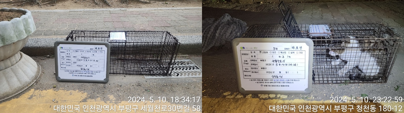 보호중동물사진 공고번호-인천-부평-2024-00119